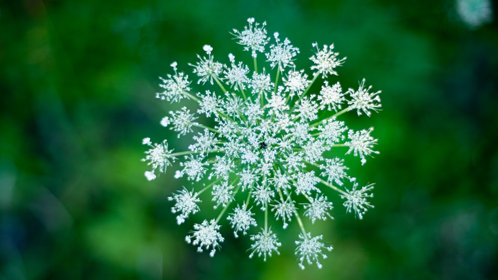 white flower in tilt shift lens