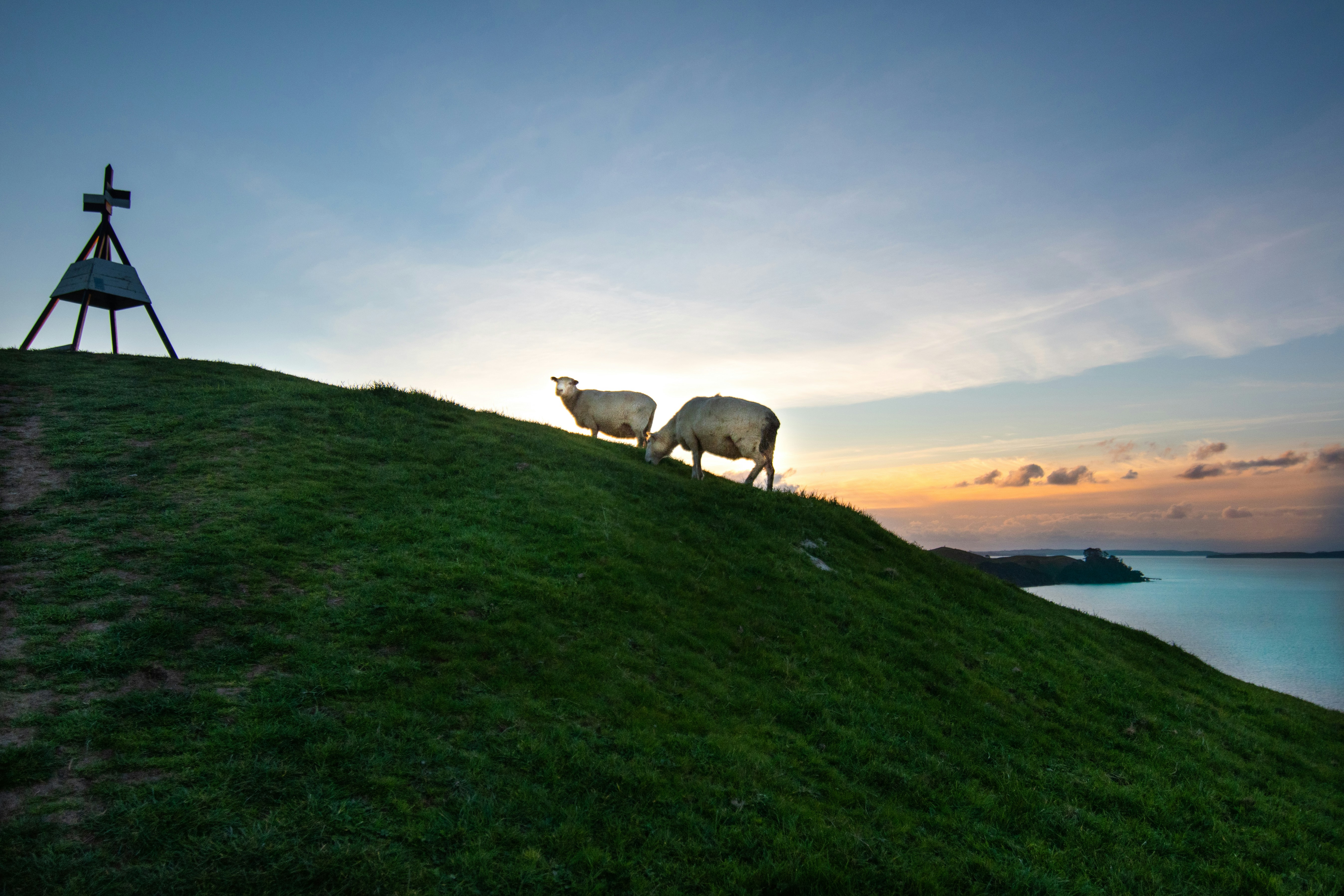 昼間の緑の芝生に白と黒の羊