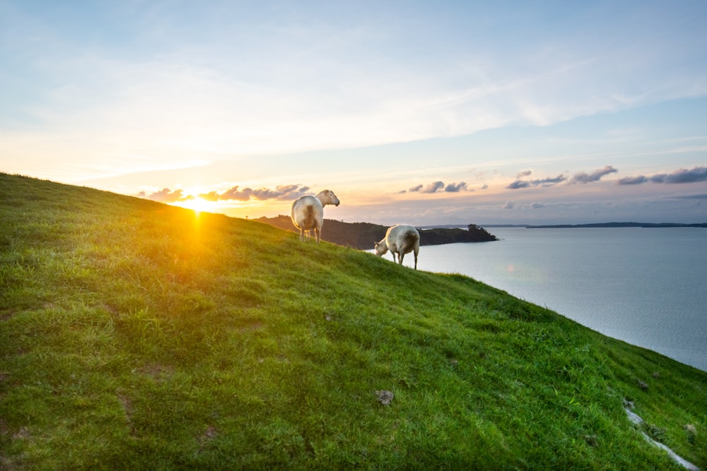 herd of sheep on green grass field during daytime