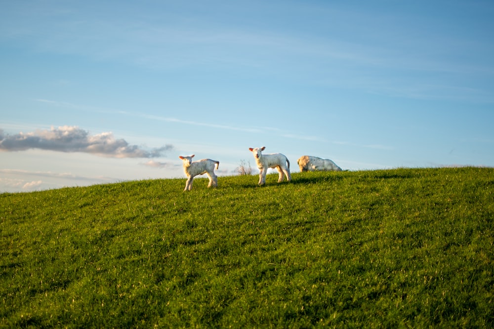 white and brown horses on green grass field during daytime