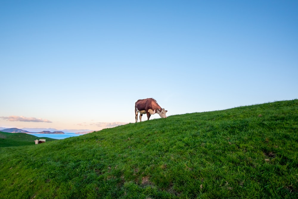 brown horse on green grass field during daytime