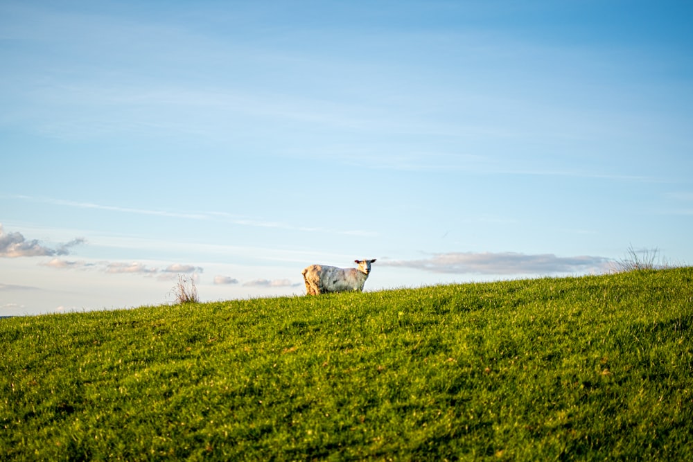 white and brown dog on green grass field during daytime