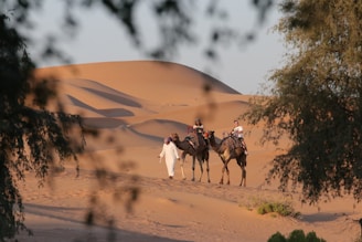 people riding camel on desert during daytime