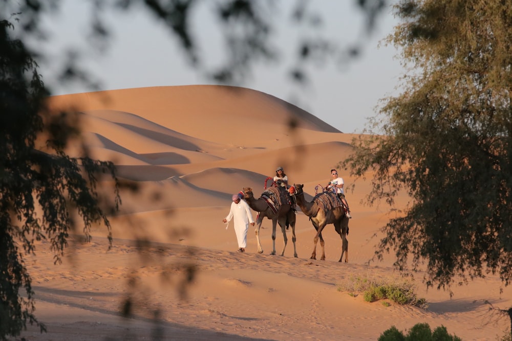 昼間、砂漠でラクダに乗る人々