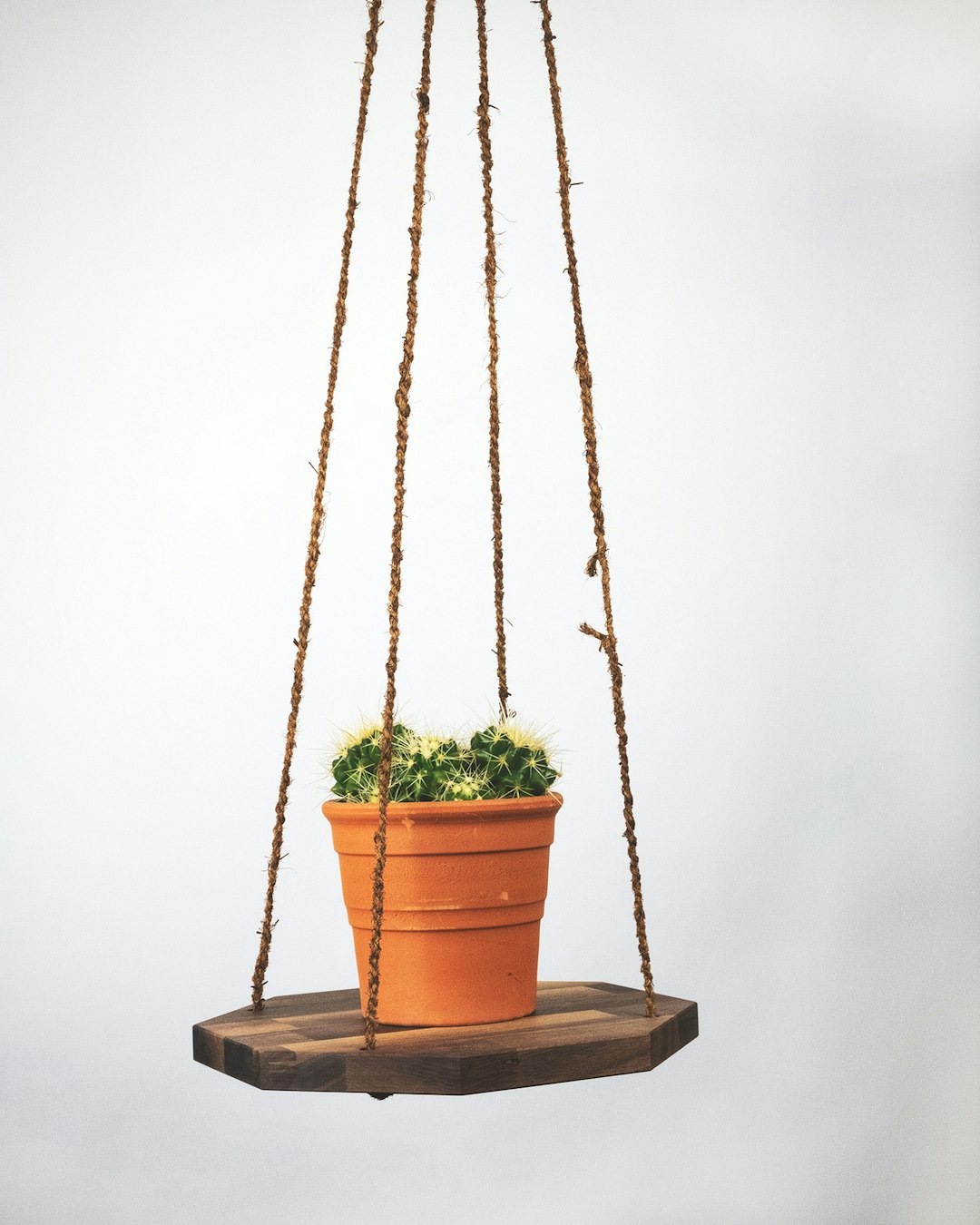 green potted plant on brown clay pot