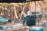 A person is engaged in work within an outdoor setting, surrounded by barrels and makeshift structures. The background is filled with large banana leaves and trees, indicating a tropical location. The metal drums and wooden constructions suggest an industrial or workshop environment.