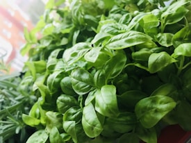 A close-up view of fresh, vibrant green basil leaves, exhibiting their smooth, delicate texture. The leaves are lush and abundant, suggesting a healthy and thriving plant.