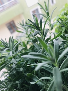 Close-up view of rosemary plants with green, needle-like leaves in focus. The background shows a blurred view of a building facade, suggesting an urban setting.