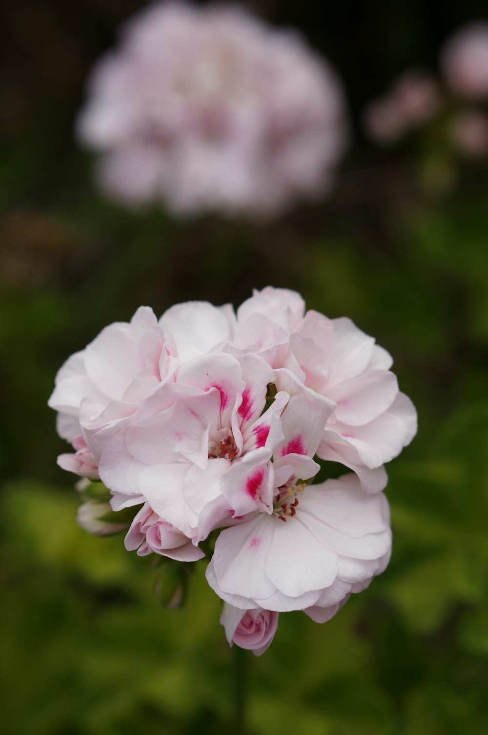 white and pink flower in tilt shift lens