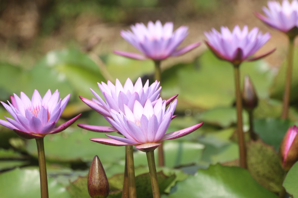 purple flower in tilt shift lens