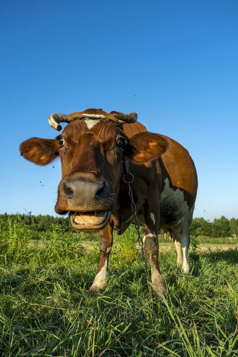 Braune Kuh tagsüber auf grünem Grasfeld unter blauem Himmel