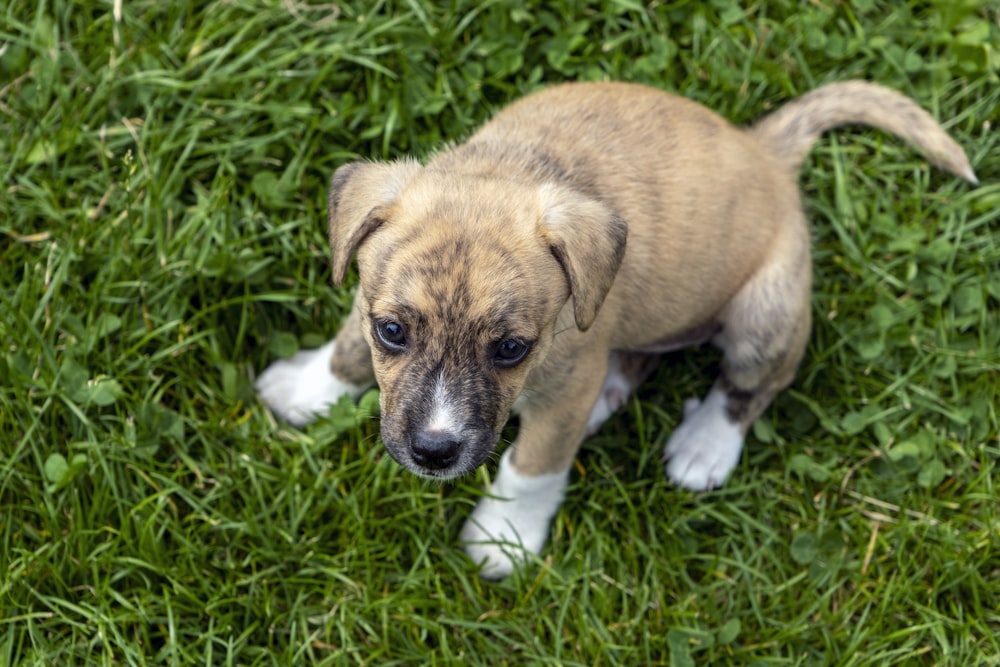 cão pequeno de pelagem curta marrom e branco no campo de grama verde durante o dia