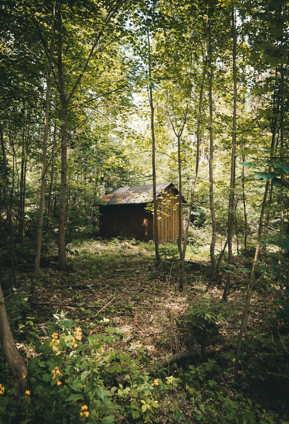 brown wooden house surrounded by trees during daytime