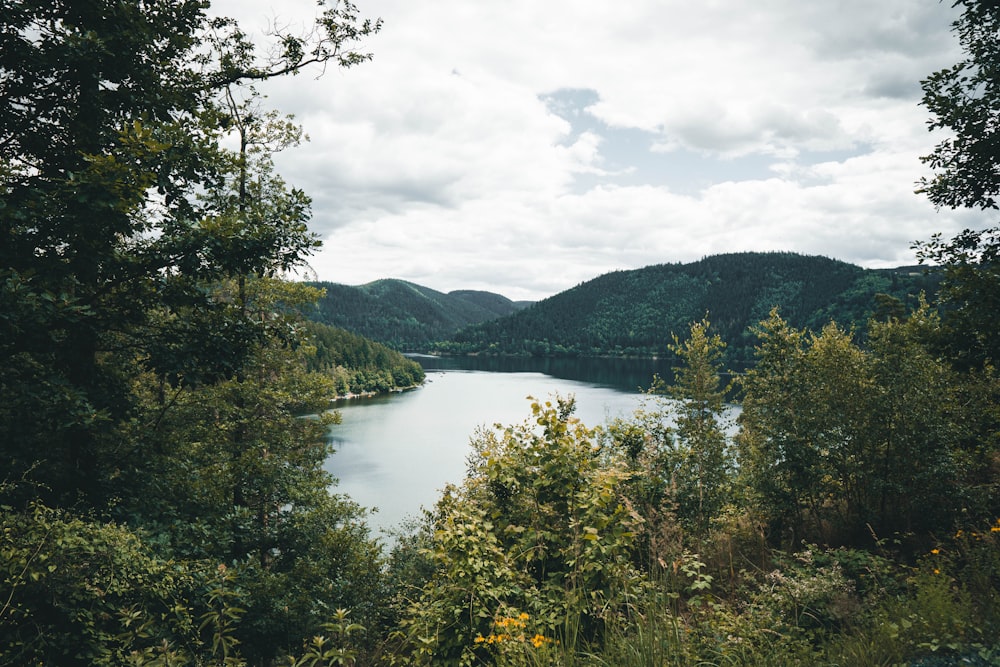 green trees near lake under cloudy sky during daytime