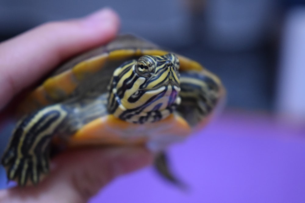 person holding black and brown turtle