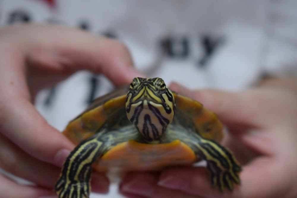 black and yellow turtle in shallow focus lens