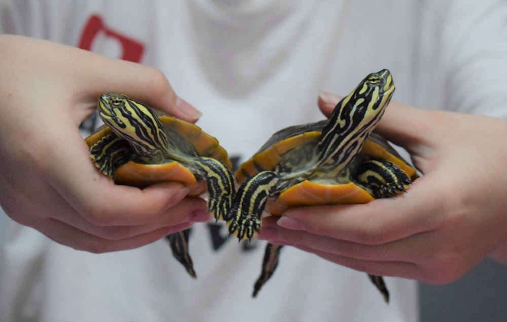 person holding black and white turtle