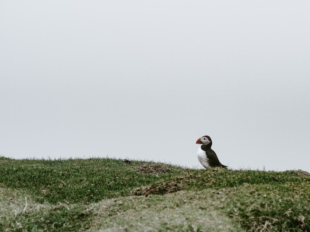 black and white bird on green grass during daytime