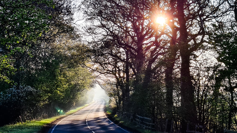 gray asphalt road between green trees during daytime