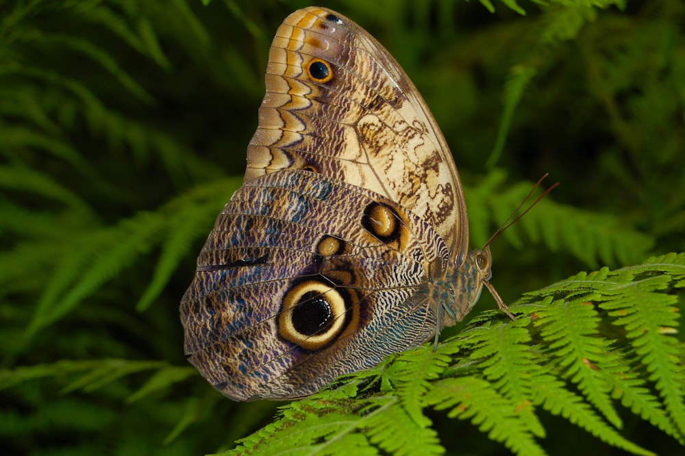 brown and black butterfly on green leaf