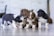 Four puppies are gathered closely together on a shiny floor. Two of them are black and white, while the other two are brown and white. They are looking curiously in different directions, with a soft focus background suggesting an indoor setting.