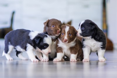 Protecting Your Puppies: Essential Safety Tips