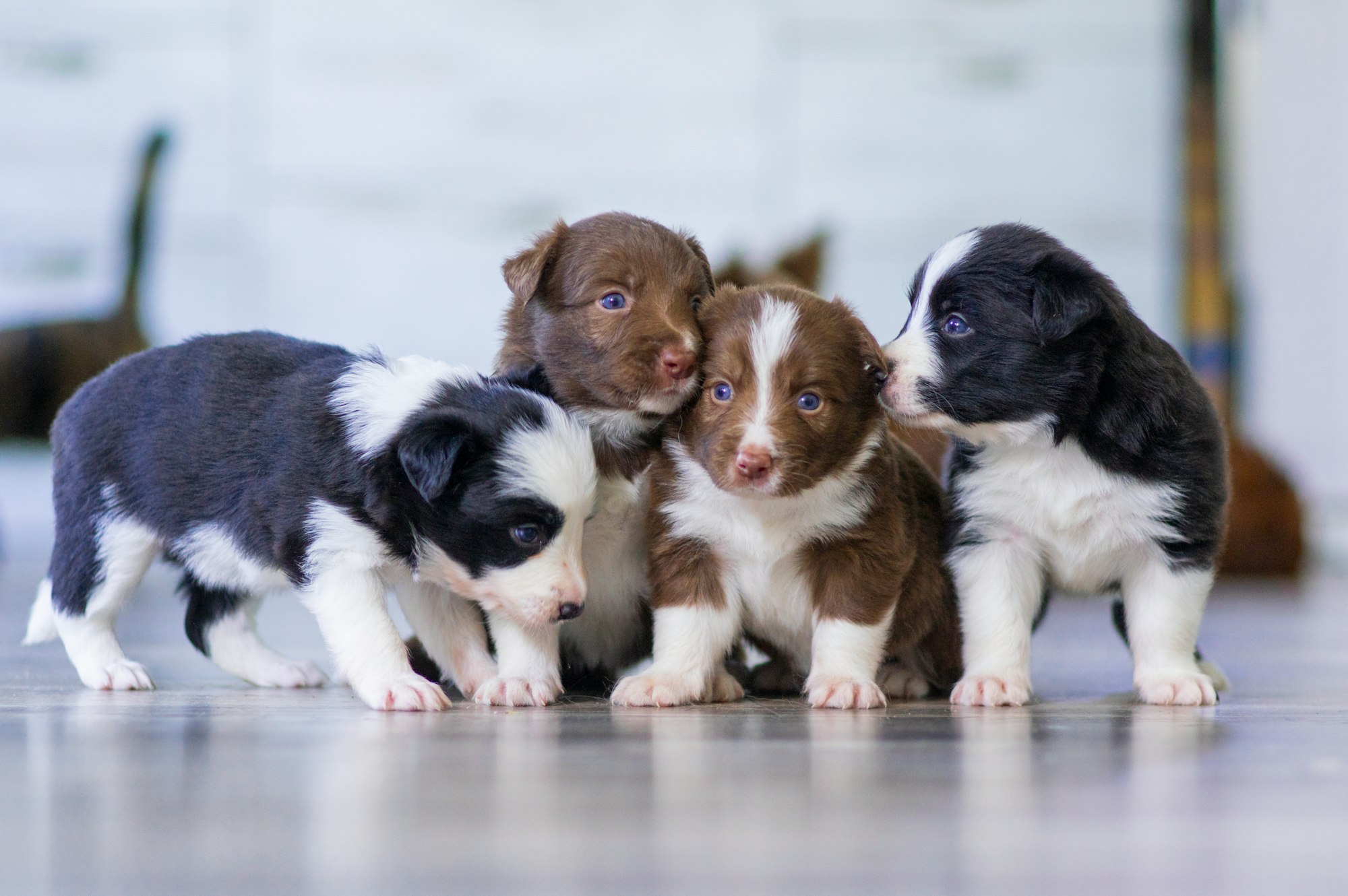 How Much Water Should a Puppy Drink