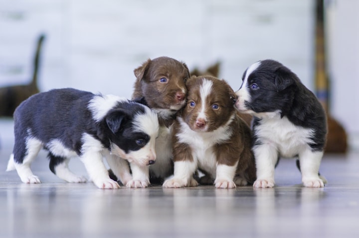 8 Tips on How to Introduce Puppies to Other Dogs