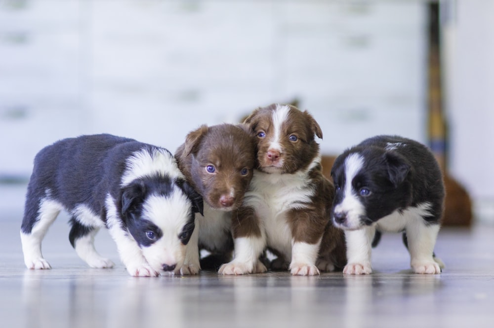 black and white short coated puppies