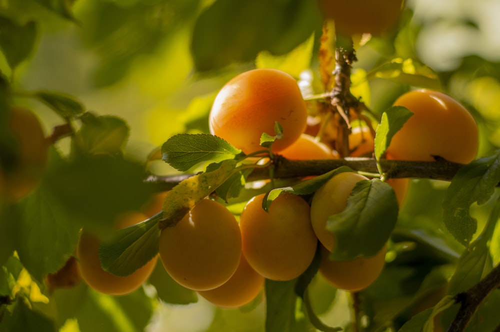 Frutos de naranja en la rama de un árbol