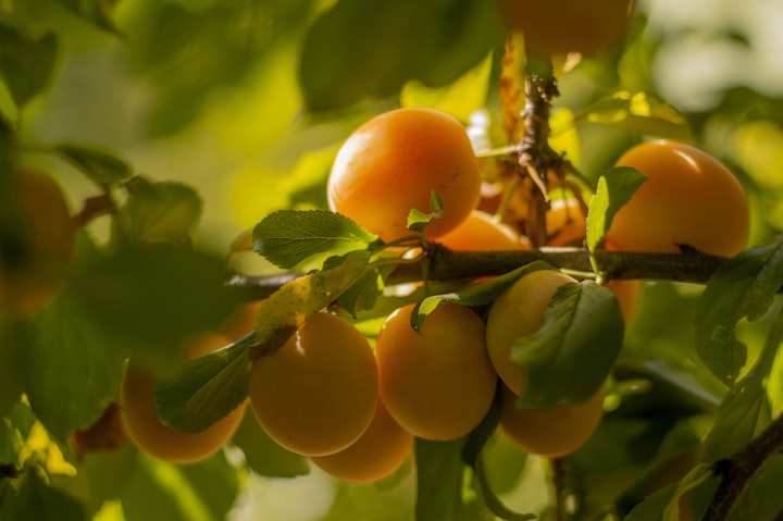 Golden Apricot Melodies