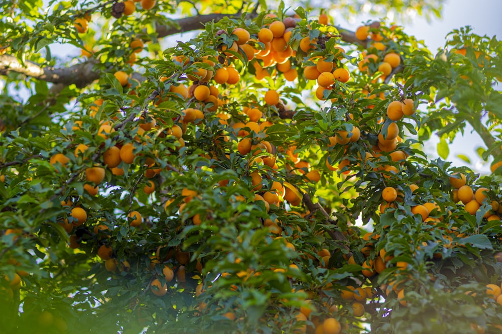 Frutos de naranja en el agua durante el día