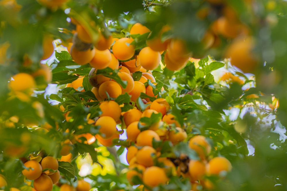 낮 동안 푸른 나무에 오렌지 과일
