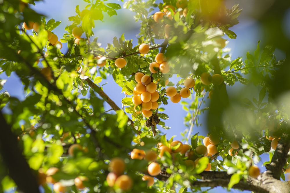 green and yellow round fruits on tree during daytime