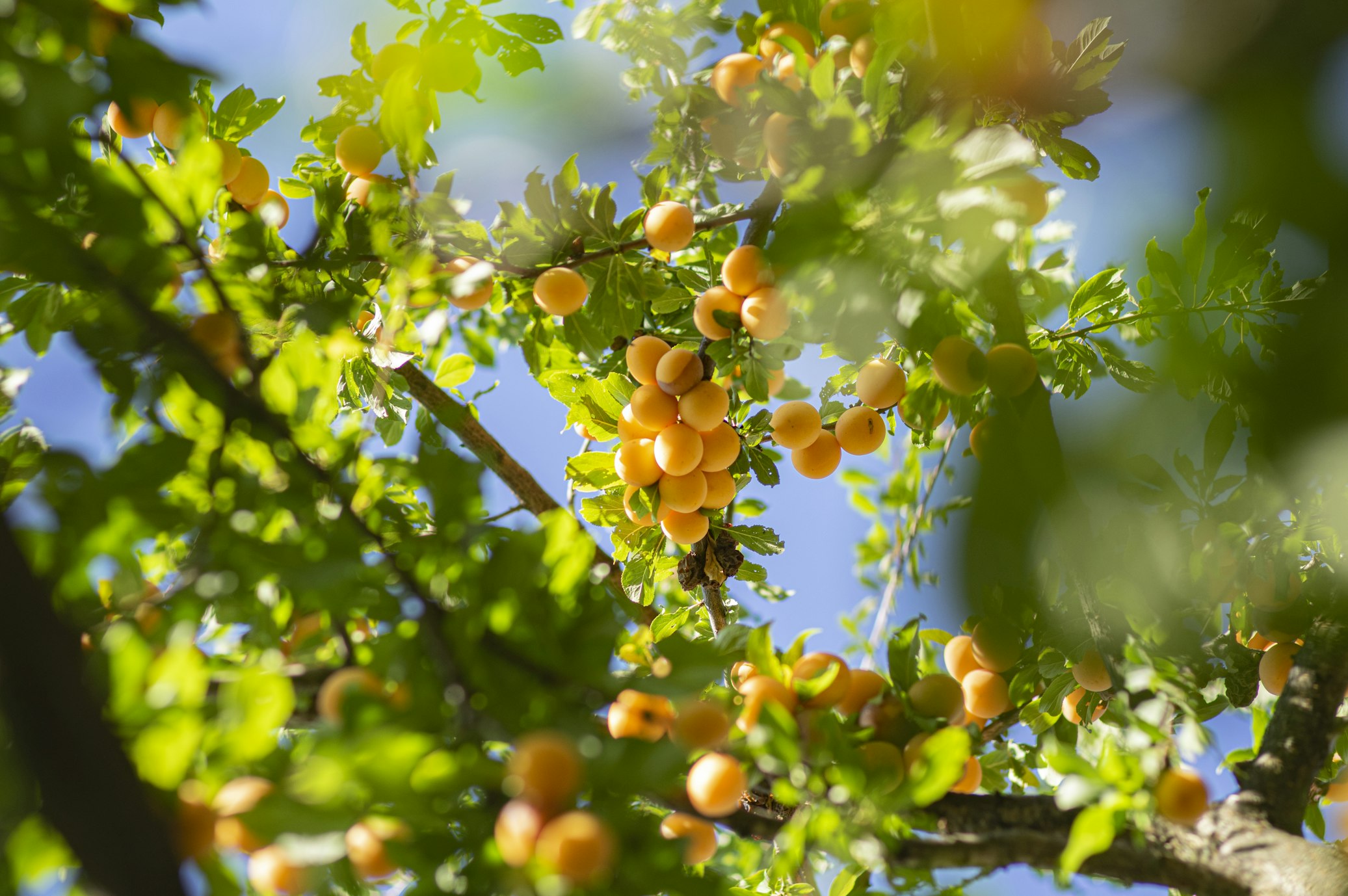 Cultivate Your Orchard Dreams: A Guide to Online Fruit Tree Nurseries