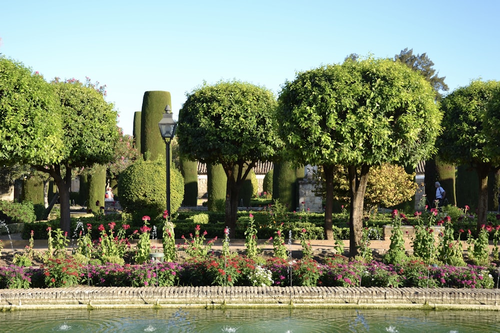 green trees near body of water during daytime