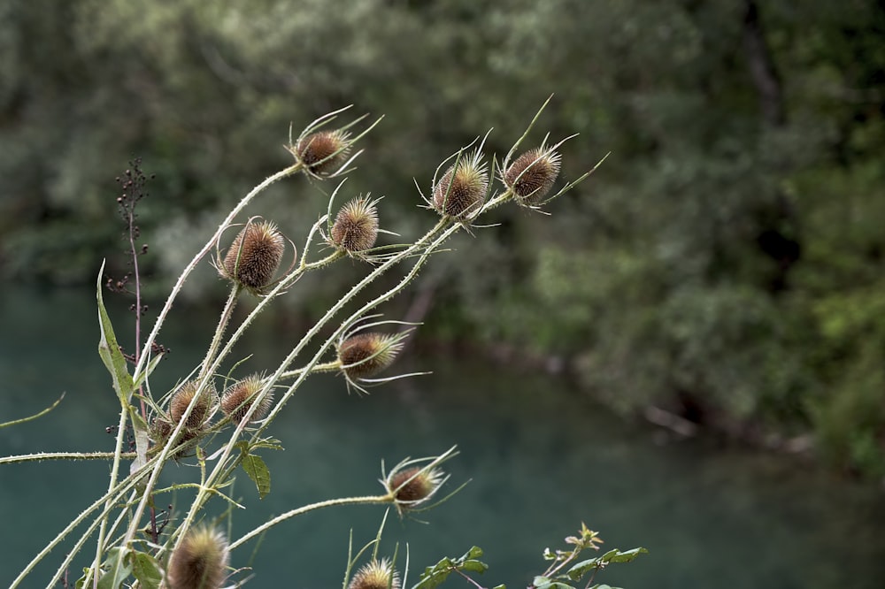 brown and white flower in tilt shift lens