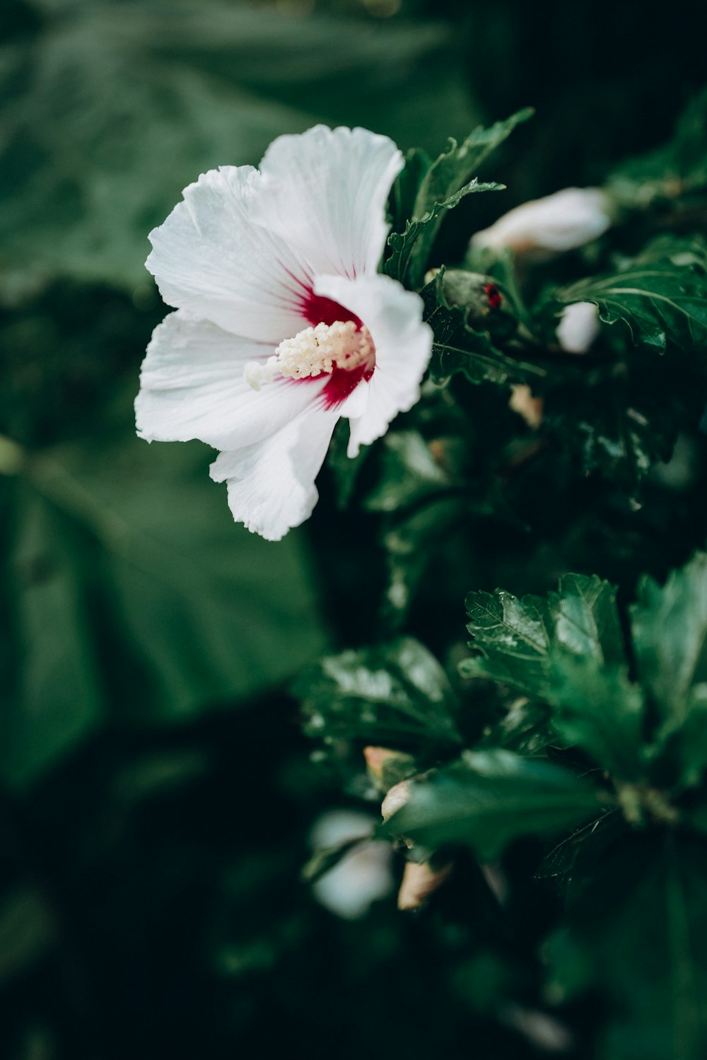 white hibiscus in bloom during daytime