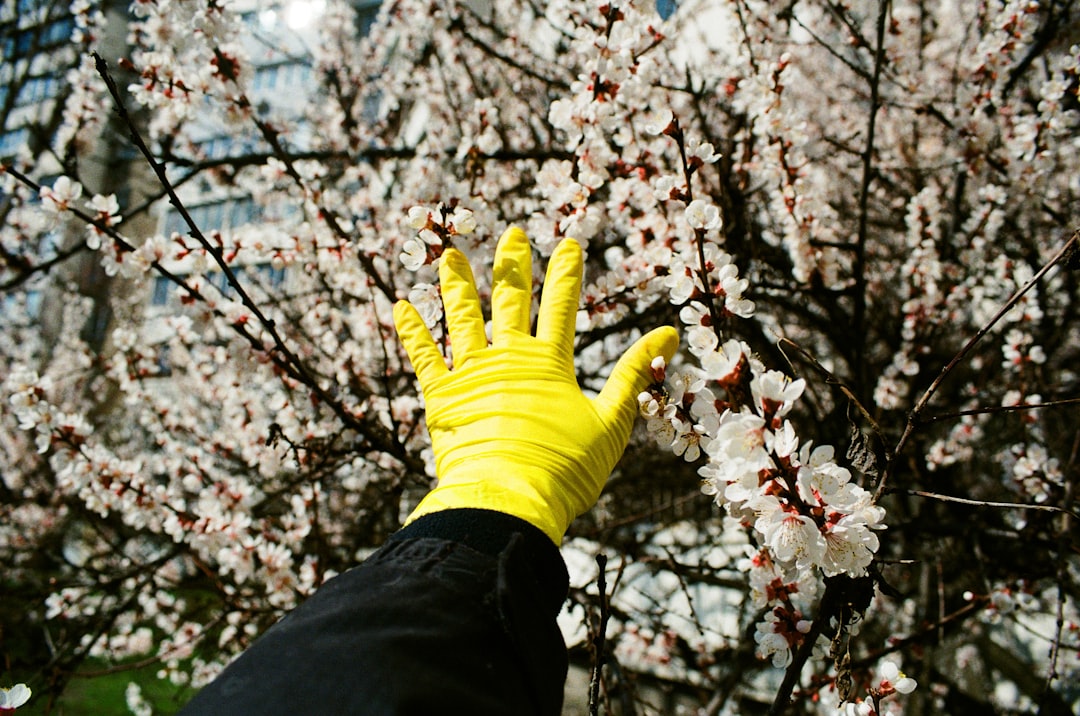 person in yellow gloves holding brown leaves