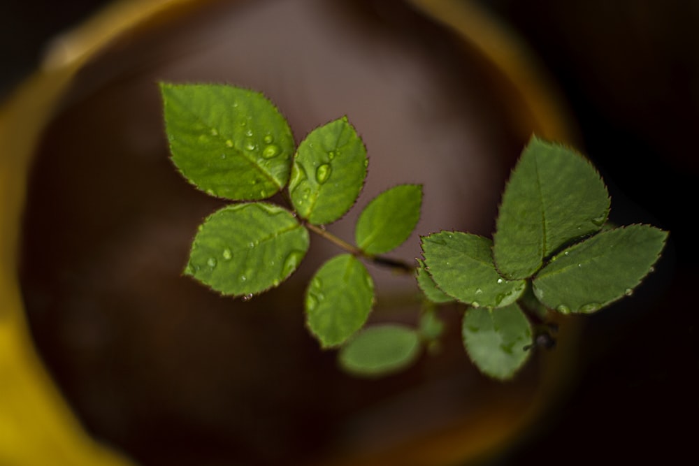 green leaves on brown pot