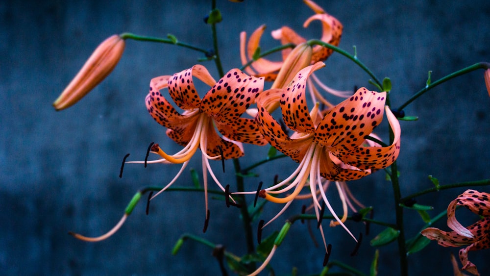 orange and black butterfly on green plant