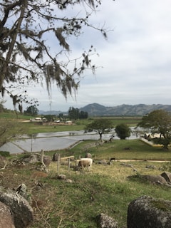 A peaceful rural landscape with cattle grazing near a small pond surrounded by trees