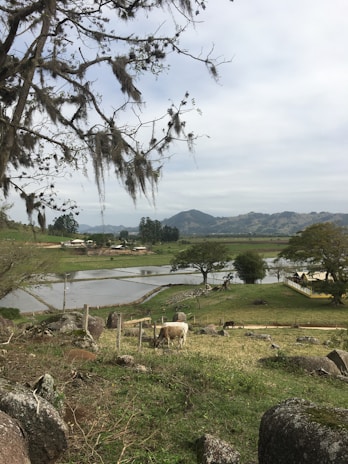 A peaceful rural landscape with cattle grazing near a small pond surrounded by trees
