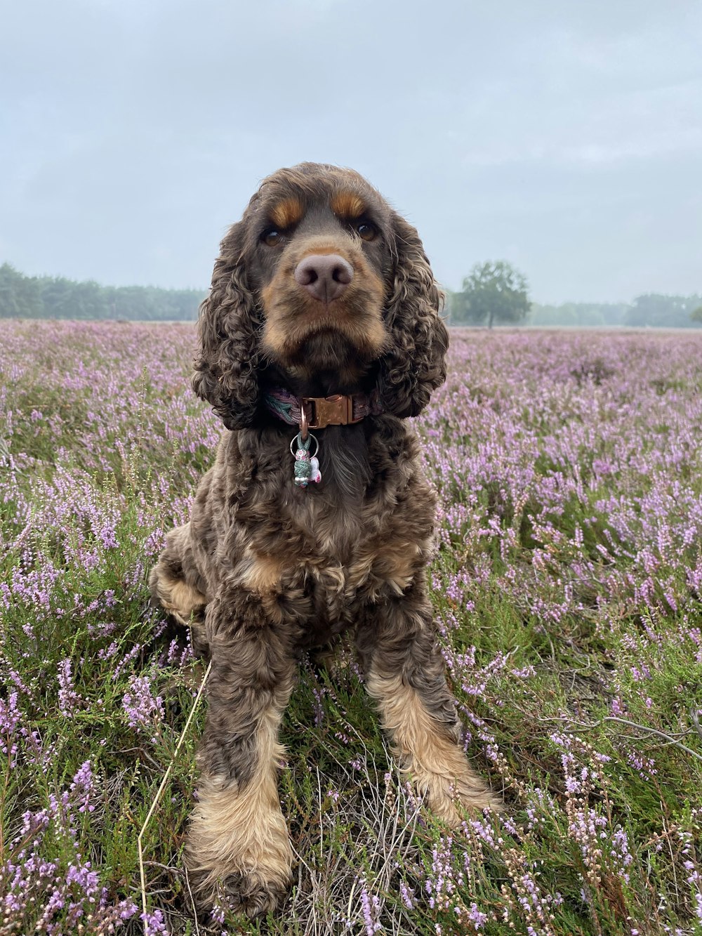 brown and black long coated dog on purple flower field during daytime