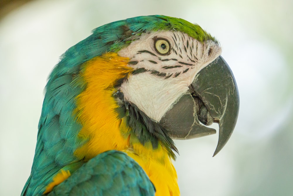 blue yellow and white macaw