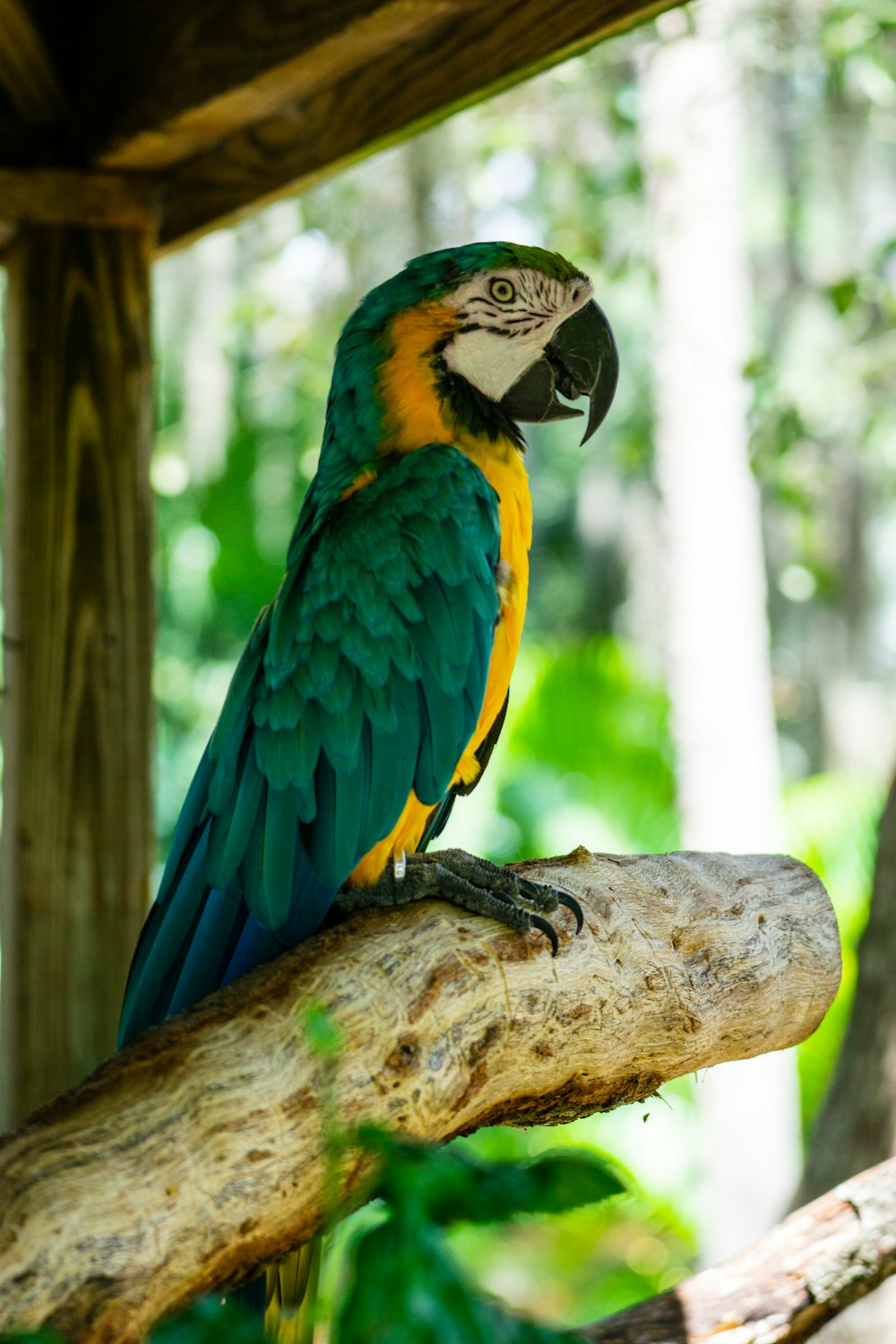 blue yellow and green macaw