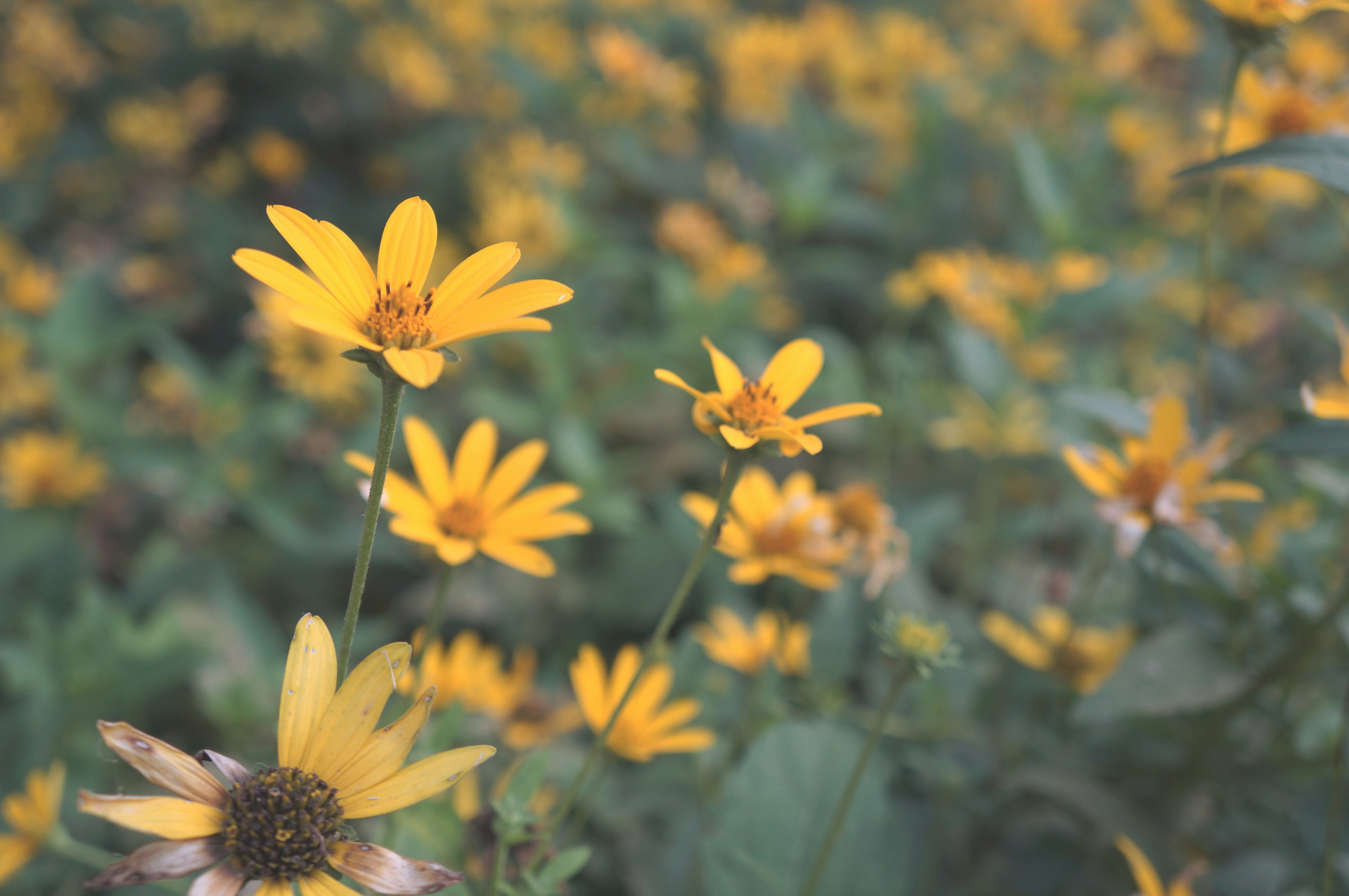 Photo by minecraftinventor