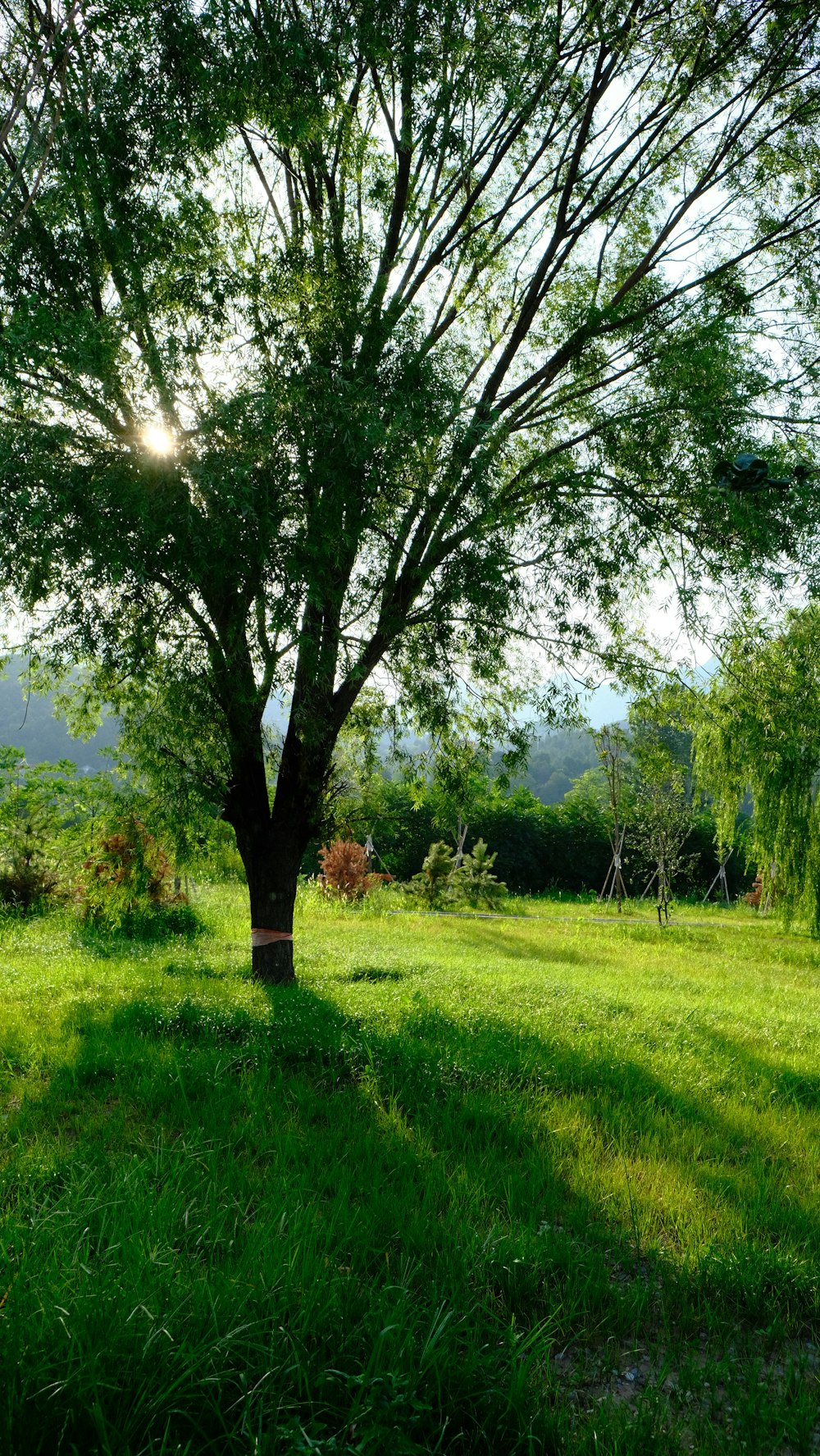 green grass field with green tree during daytime