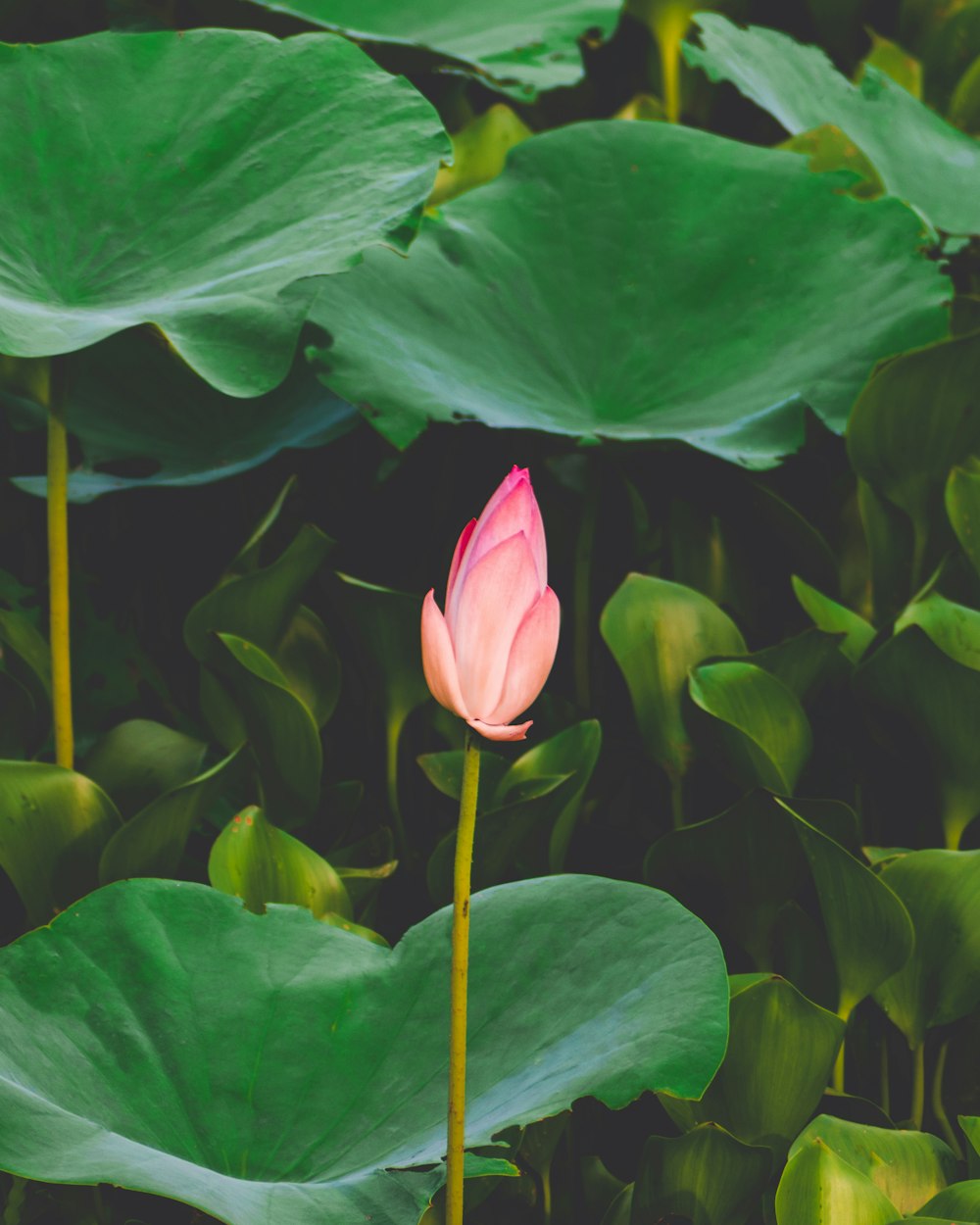 pink flower in green leaves