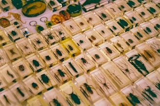 A collection of various insects encased in clear resin blocks, arranged in a grid pattern. The blocks contain a variety of insects, including beetles, spiders, and other arthropods, and are displayed on a flat surface. Some blocks have an amber tint, adding a warm hue to the display.